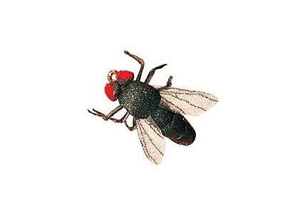http://www.coolfisher.ru/UserFiles/Image/img128103_26268.jpg