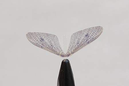 http://www.coolfisher.ru/UserFiles/Image/img155298_28751.jpg