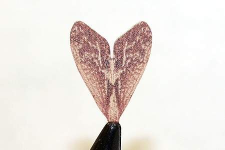 http://www.coolfisher.ru/UserFiles/Image/img155303_79821.jpg