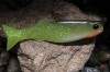����������� �������� Orka Oskar 4112-OS-8 Y18 (��. 5 ��.)