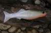 ����������� �������� Orka Oskar 4114-OS-13 SS11 (��. 3 ��.)