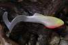   Orka Shad Tail 2013-ST-17 WY