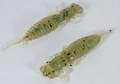   Fanatik Larva 3 (6)  001