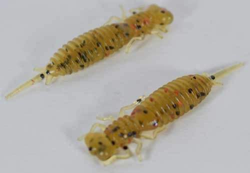   Fanatik Larva 2,5 (7 )  003