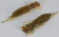   Fanatik Larva 2,5 (7 )  004