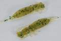   Fanatik Larva 1,6 (10)  005