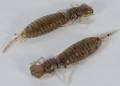   Fanatik Larva 1,6 (10)  006