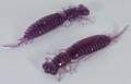   Fanatik Larva 2,5 (7 )  008