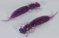   Fanatik Larva 2,5 (7 )  008