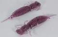   Fanatik Larva 3 (6)  021