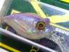  Megabass MR-X Griffon gp skeleton tennessee