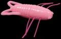   Reins Insecter 1.6 F05 Pink