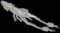   Reins Ring Shrimp 2 318 Clear Pearl Silver