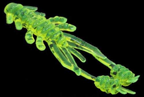   Reins Ring Shrimp 2 419 Chart Pepper