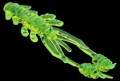   Reins Ring Shrimp 2 419 Chart Pepper