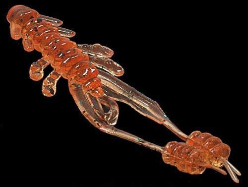   Reins Ring Shrimp 2 568 Fire Sugar