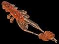   Reins Ring Shrimp 2 568 Fire Sugar