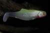   Orka Shad 2006-S-11 WY (. 5 .)