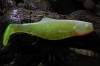   Orka Shad 2007-S-12 SY (. 5 .)