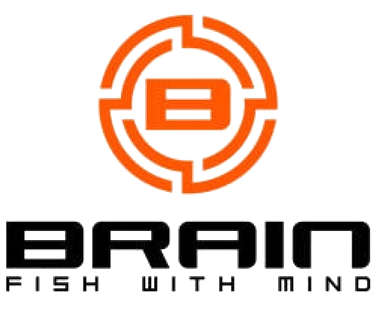   Brain