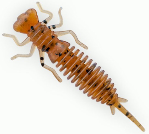   Fanatik Larva 1,6 (10)  002