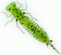   Fanatik Larva 2 (8 )  022