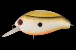  TsuYoki AGENT 36F SD004