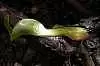 Мягкая приманка Orka Shad Tail 2014-ST-21 YB