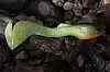 Мягкая приманка Orka Shad Tail 2014-ST-21 SY