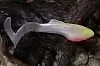 Силиконовая приманка Orka Shad Tail 2013-ST-17 WY