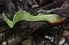 Силиконовая приманка Orka Shad Tail 2013-ST-17 SY