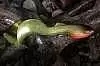 Силиконовая приманка Orka Shad Tail 2013-ST-17 YB