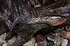 Силиконовая приманка Orka Shad Tail 2013-ST-17 TB