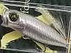 Воблер Megabass Baby Pop X glx secret flasher