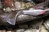Силиконовая приманка Orka Shad Tail 2001-ST-10 WB (уп. 10 шт.)