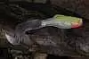 Силиконовая приманка Orka Shad Tail 2001-ST-10 WY (уп. 10 шт.)