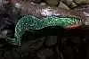Силиконовая приманка Orka Shad Tail 2011-ST-13 FB (уп. 10 шт.)