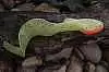 Силиконовая приманка Orka Shad Tail 2011-ST-13 SY (уп. 10 шт.)