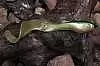 Силиконовая приманка Orka Shad Tail 2011-ST-13 YG (уп. 10 шт.)