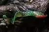 Силиконовая приманка Orka Shad Tail 2012-ST-15 FB (уп. 5 шт.)
