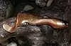Силиконовая приманка Orka Shad Tail 2012-ST-15 OB (уп. 5 шт.)