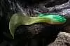 Силиконовая приманка Orka Shad Tail 2012-ST-15 YG (уп. 5 шт.)