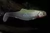 Силиконовая приманка Orka Shad 2006-S-11 WY (уп. 5 шт.)